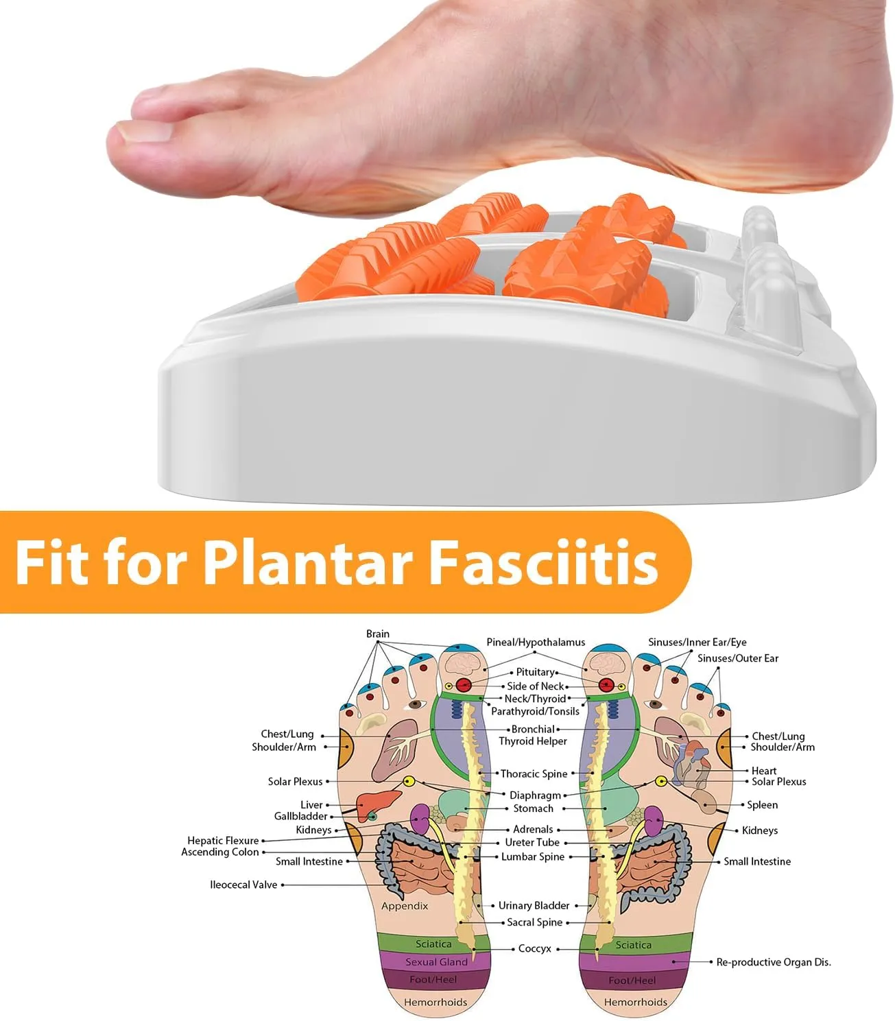Dual Foot Massager Roller for Plantar Fasciitis Relief